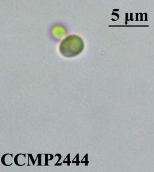 CCMP2444 | NCMA at Bigelow Laboratory