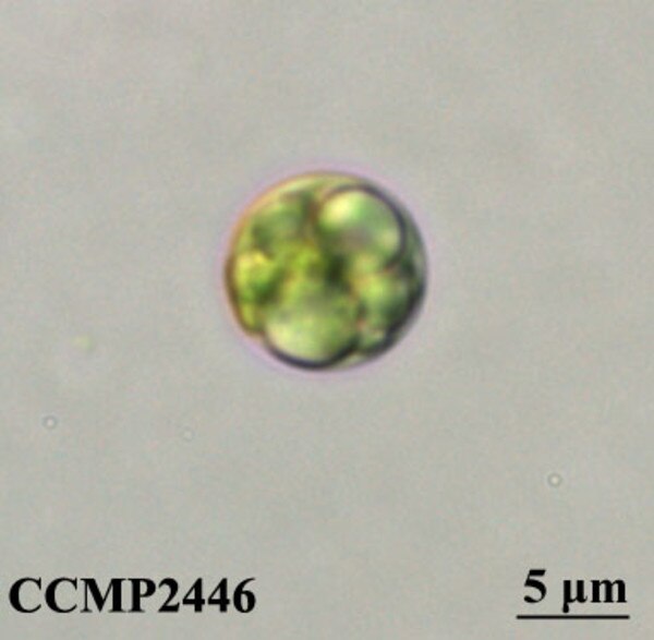 CCMP2446 | NCMA at Bigelow Laboratory