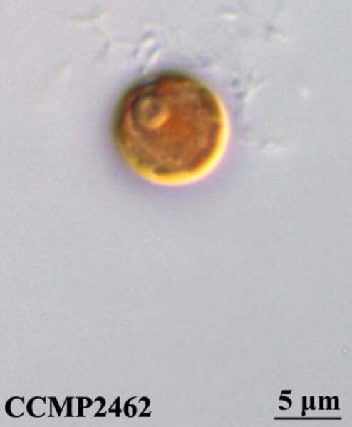 CCMP2462 | NCMA at Bigelow Laboratory