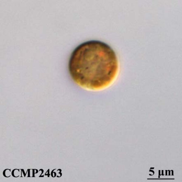 CCMP2463 | NCMA at Bigelow Laboratory