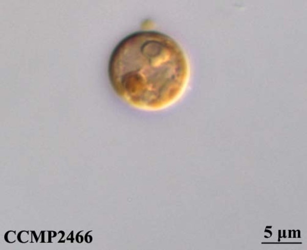 CCMP2467 | NCMA at Bigelow Laboratory