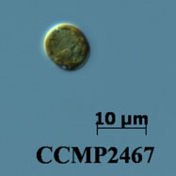CCMP2467 | NCMA at Bigelow Laboratory
