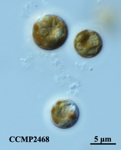 CCMP2468 | NCMA at Bigelow Laboratory