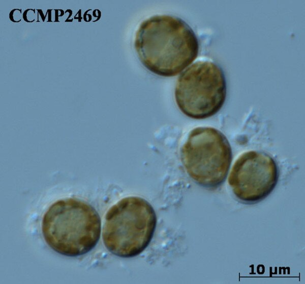 CCMP2469 | NCMA at Bigelow Laboratory