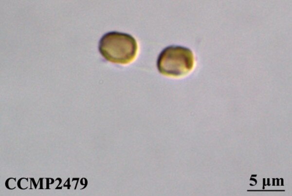 CCMP2479 | NCMA at Bigelow Laboratory