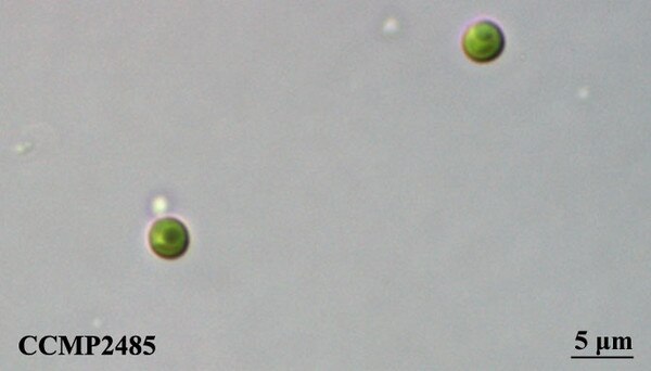 CCMP2485 | NCMA at Bigelow Laboratory