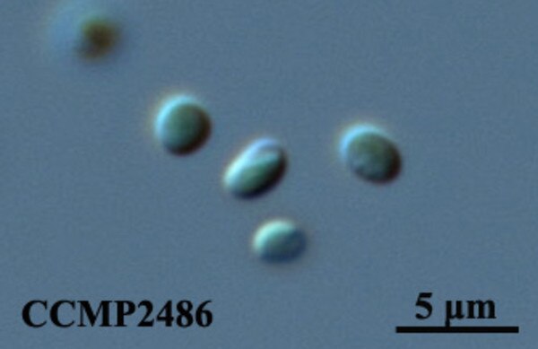 CCMP2486 | NCMA at Bigelow Laboratory
