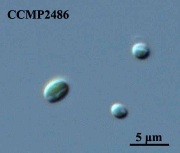 CCMP2486 | NCMA at Bigelow Laboratory