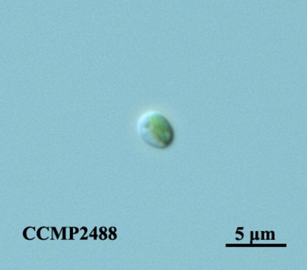 CCMP2488 | NCMA at Bigelow Laboratory