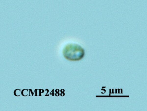 CCMP2488 | NCMA at Bigelow Laboratory