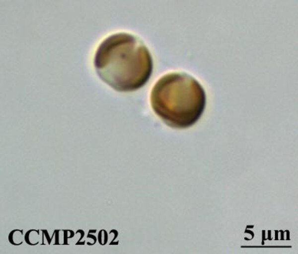 CCMP2502 | NCMA at Bigelow Laboratory