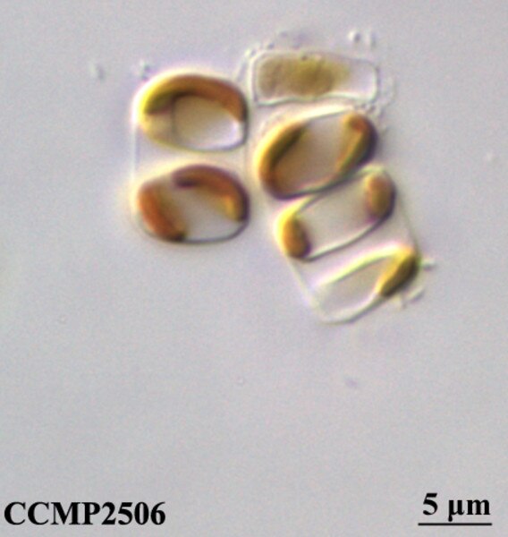 CCMP2506 | NCMA at Bigelow Laboratory