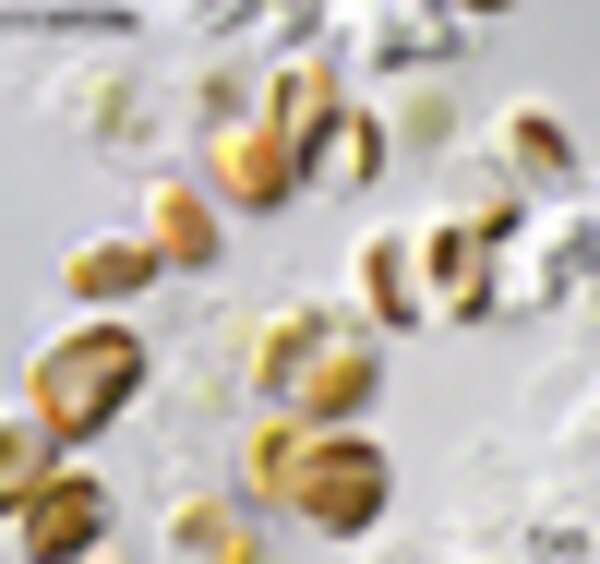 CCMP2506 | NCMA at Bigelow Laboratory