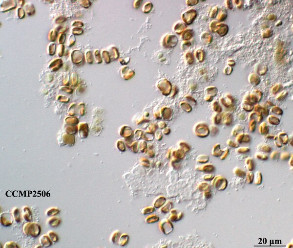 CCMP2506 | NCMA at Bigelow Laboratory