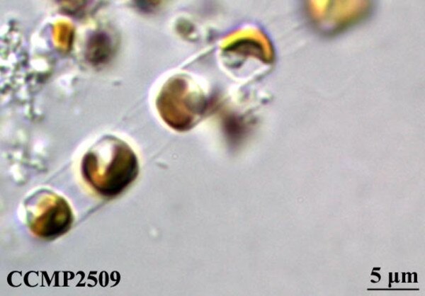 CCMP2509 | NCMA at Bigelow Laboratory