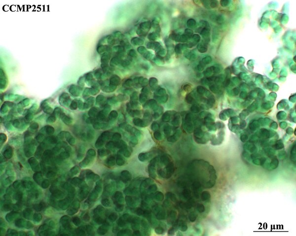 CCMP2511 | NCMA at Bigelow Laboratory