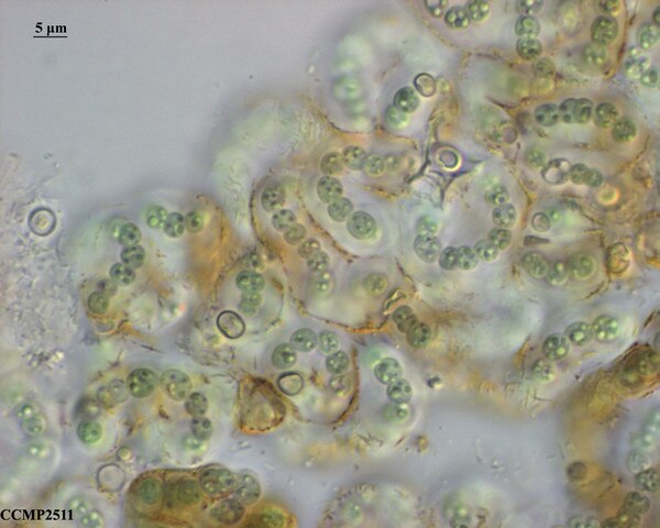 CCMP2511 | NCMA at Bigelow Laboratory
