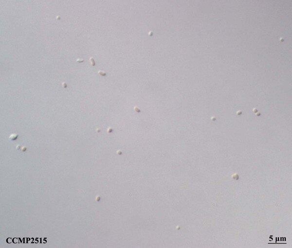 CCMP2515 | NCMA at Bigelow Laboratory