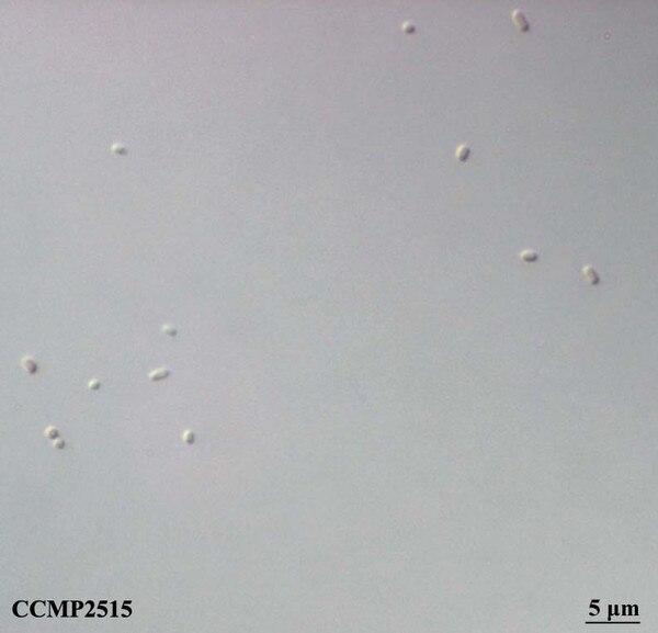 CCMP2515 | NCMA at Bigelow Laboratory