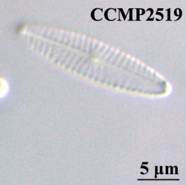 CCMP2519 | NCMA at Bigelow Laboratory