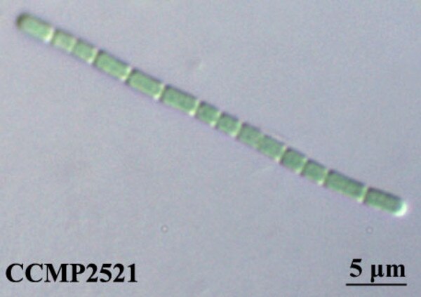 CCMP2521 | NCMA at Bigelow Laboratory