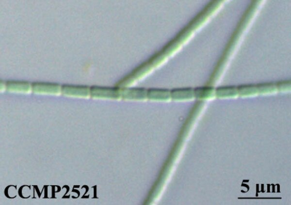 CCMP2521 | NCMA at Bigelow Laboratory