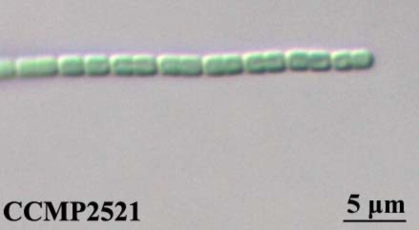 CCMP2521 | NCMA at Bigelow Laboratory