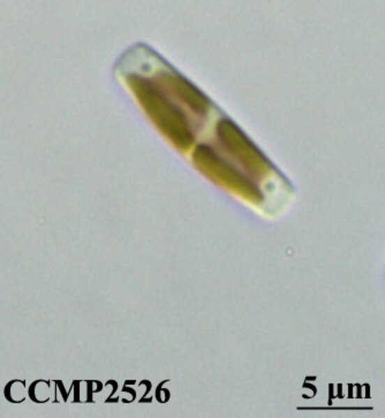 CCMP2526 | NCMA at Bigelow Laboratory
