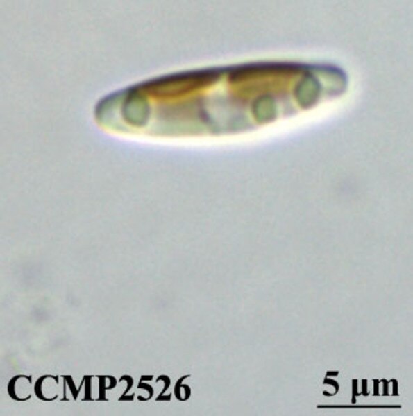 CCMP2526 | NCMA at Bigelow Laboratory