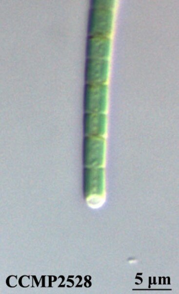 CCMP2528 | NCMA at Bigelow Laboratory