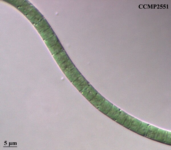 CCMP2551 | NCMA at Bigelow Laboratory