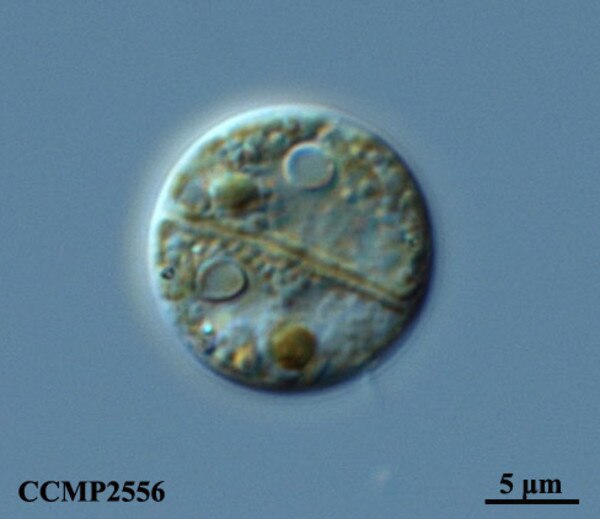 CCMP2556 | NCMA at Bigelow Laboratory