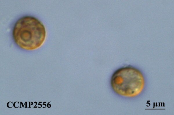 CCMP2556 | NCMA at Bigelow Laboratory