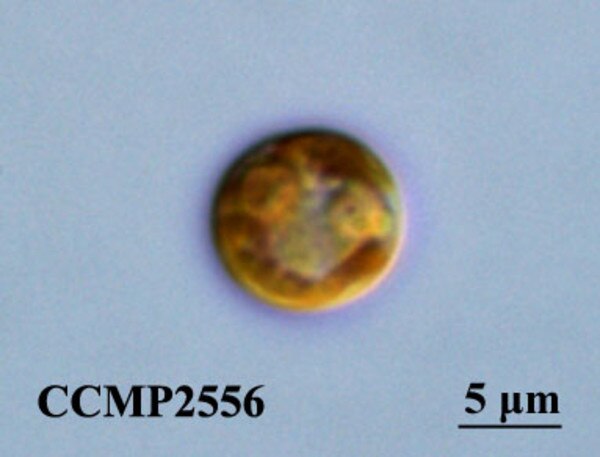 CCMP2556 | NCMA at Bigelow Laboratory