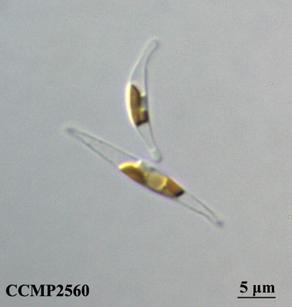 CCMP2560 | NCMA at Bigelow Laboratory