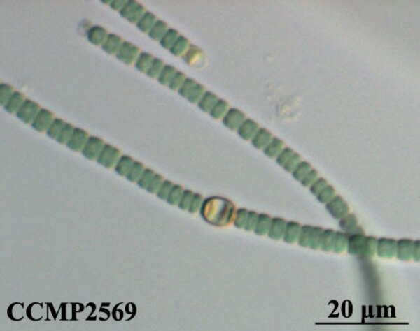 CCMP2569 | NCMA at Bigelow Laboratory