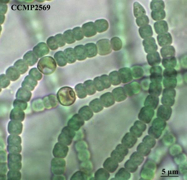 CCMP2569 | NCMA at Bigelow Laboratory