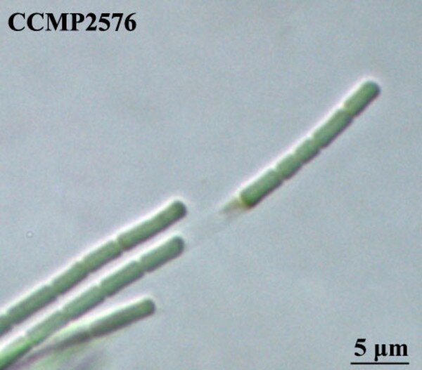 CCMP2576 | NCMA at Bigelow Laboratory