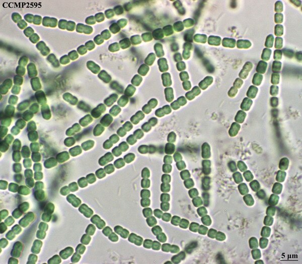 CCMP2595 | NCMA at Bigelow Laboratory