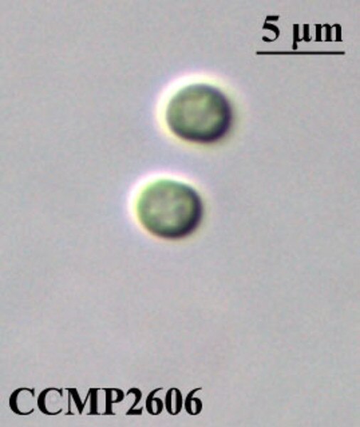 CCMP2606 | NCMA at Bigelow Laboratory