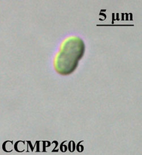 CCMP2606 | NCMA at Bigelow Laboratory