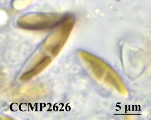 CCMP2626 | NCMA at Bigelow Laboratory