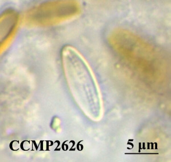 CCMP2626 | NCMA at Bigelow Laboratory