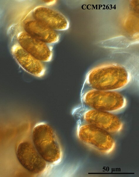 CCMP2634 | NCMA at Bigelow Laboratory
