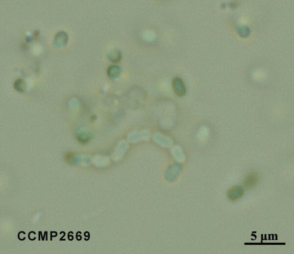 CCMP2669 | NCMA at Bigelow Laboratory