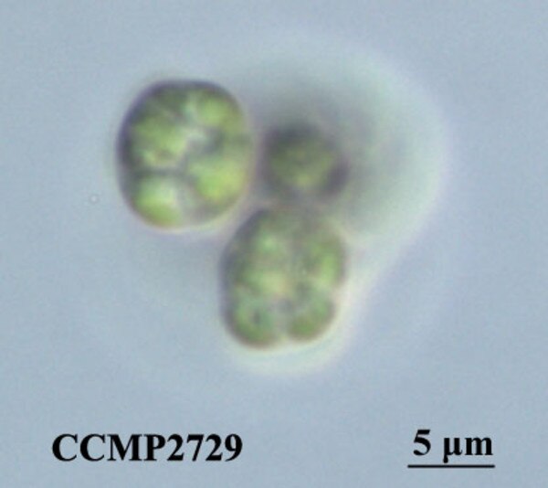 CCMP2729 | NCMA at Bigelow Laboratory