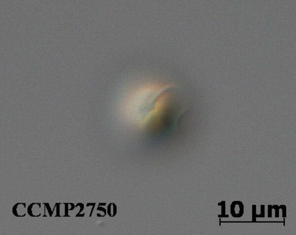 CCMP2750 | NCMA at Bigelow Laboratory
