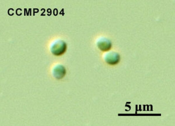 CCMP2904 | NCMA at Bigelow Laboratory