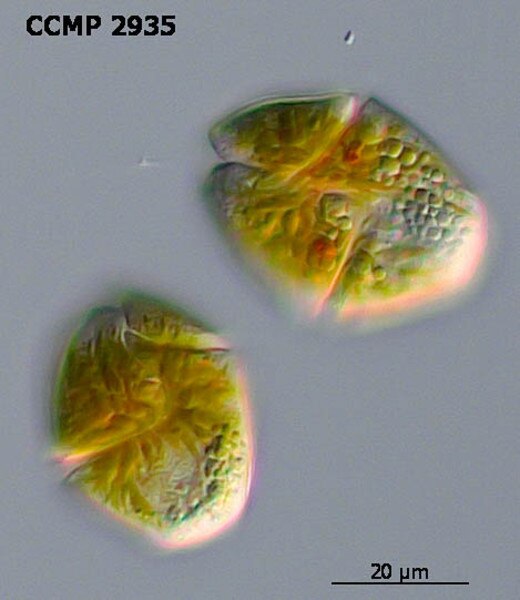 CCMP2935 | NCMA at Bigelow Laboratory