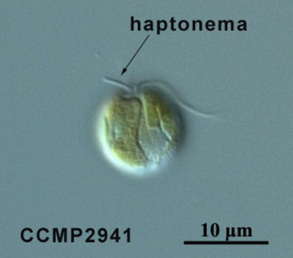 CCMP2941 | NCMA at Bigelow Laboratory